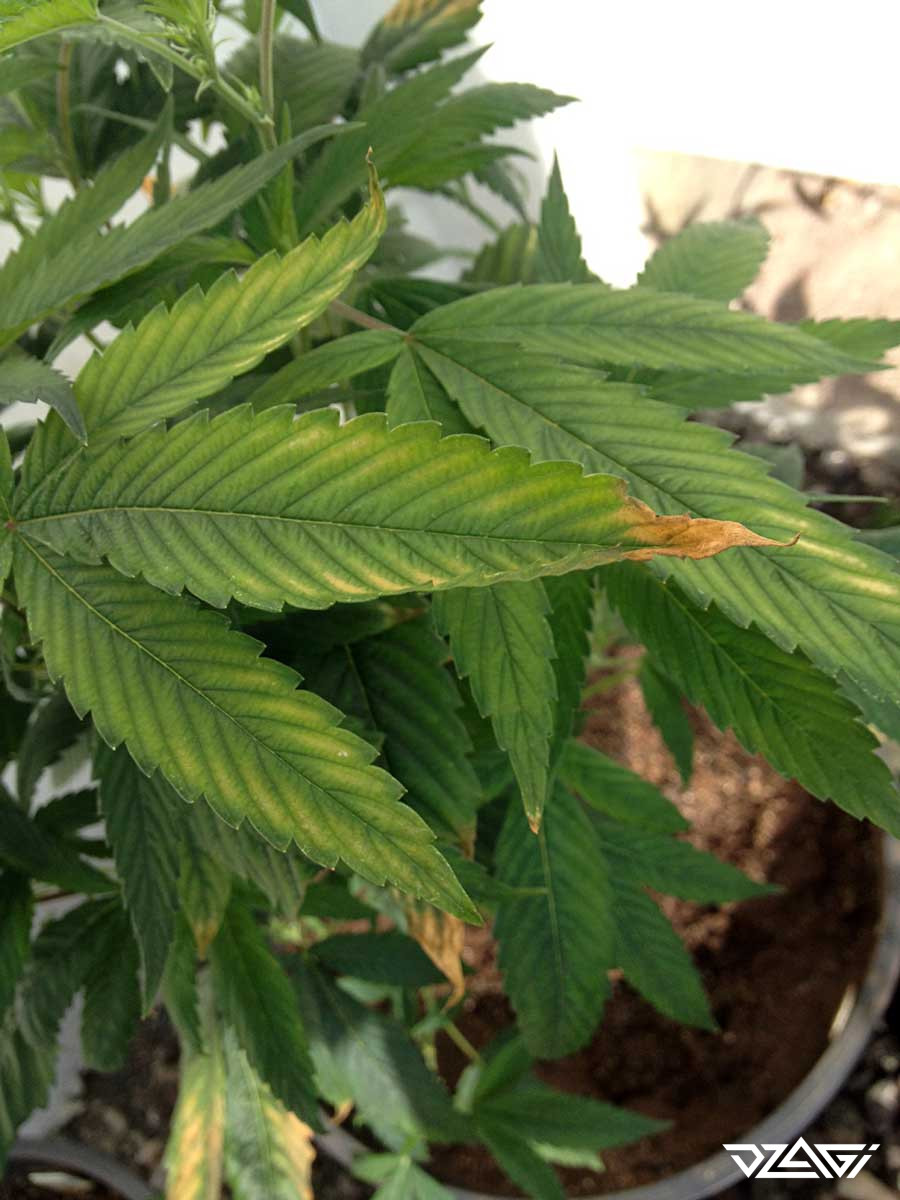 Вянут листья конопли как проводится экспертиза по наркотикам